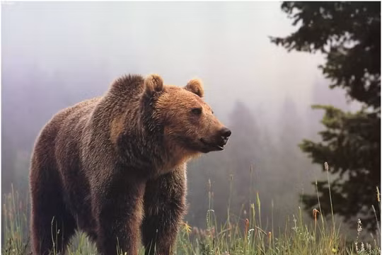 Gấu làm gì khi không có con người xung quanh?