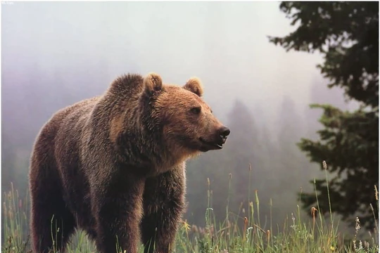 Gấu làm gì khi không có con người xung quanh?