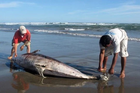 Cá chết tại biển miền Trung do Formosa