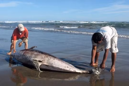 Cá chết tại biển miền Trung do Formosa