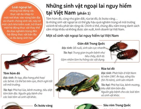 Những sinh vật ngoại lai gây nguy hiểm cho môi trường Việt Nam. (Nguồn: TTXVN)