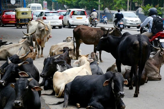 Ấn Độ sẽ gắn thẻ cho 88 triệu trâu bò để theo dõi mọi hoạt động như tiêm chủng, sinh sản... của chúng