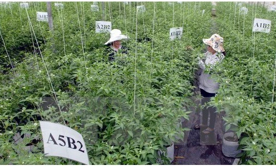 Ảnh minh họa. Nguồn Internet