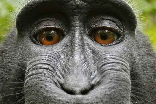 Bức ảnh "tự sướng" do Naruto chụp (ảnh: TheNextWeb)