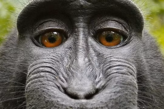 Bức ảnh "tự sướng" do Naruto chụp (ảnh: TheNextWeb)