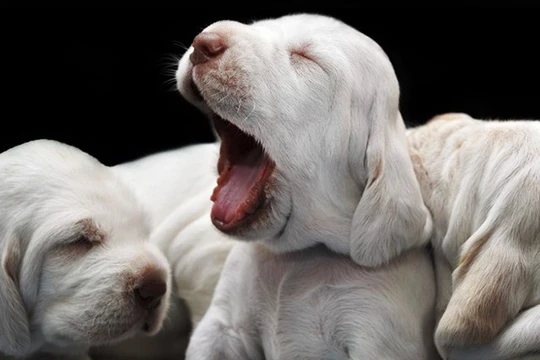 Ảnh minh họa. Nguồn Internet