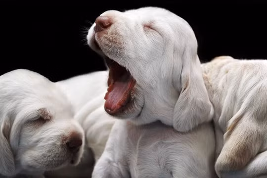 Ảnh minh họa. Nguồn Internet