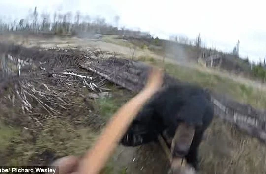 Hình ảnh con gấu đen chồm lên tấn công Richard Wesley