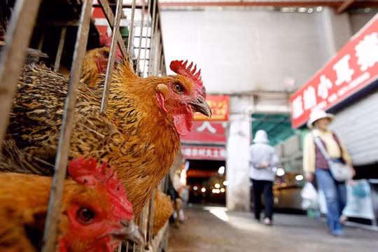 Ảnh minh họa. Nguồn Internet