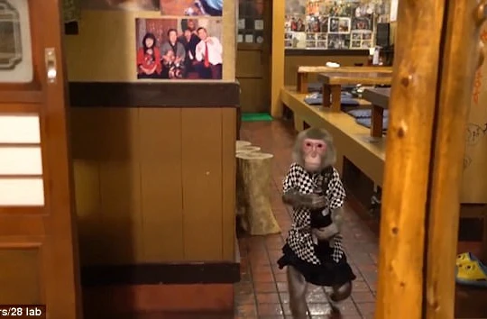 "Cô bồi bàn" Fuku-chan