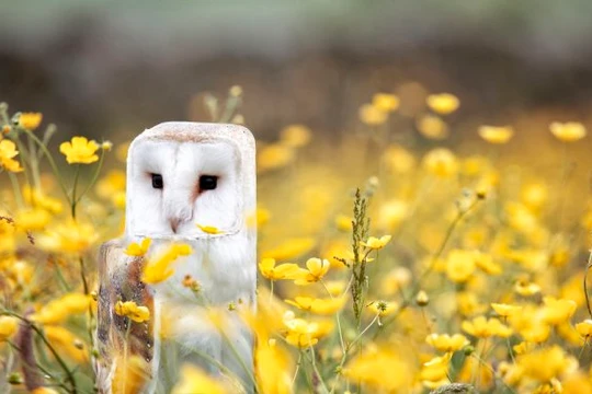 Chết mê với loài động vật hóa "khối vuông Minecraft" cực đáng yêu và ngộ nghĩnh