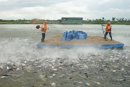 Ảnh minh họa. Nguồn Internet