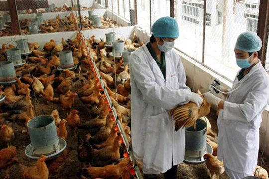 Ảnh minh họa. Nguồn Internet