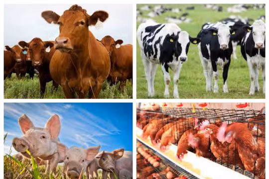 Ảnh minh họa. Nguồn Internet