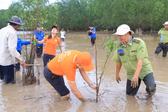 Khu vực trồng 2.000 cây bần nằm ở cửa biển thuộc sông Hậu, là một trong những khu vực chịu thiệt hại nặng nề của triều cường. 