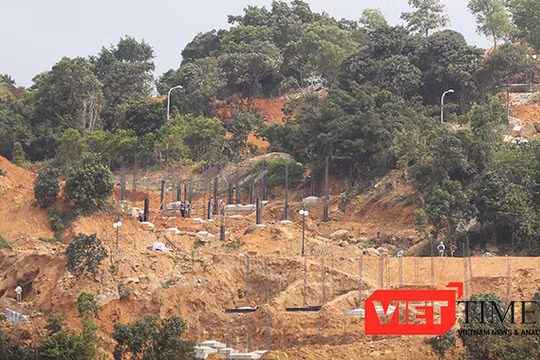 Dự án "băm" bán đảo Sơn Trà: Sở NN&PTNT cho phá rừng để tận thu củi?