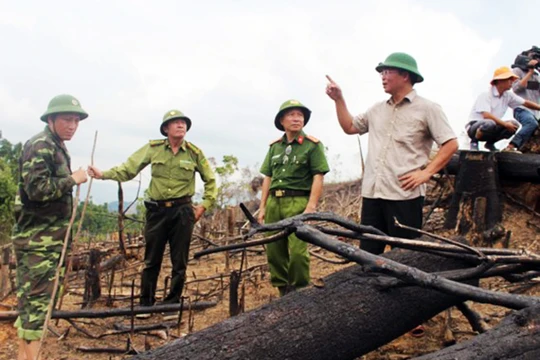Ông Lê Trí Thanh,Phó Chủ tịch UBND tỉnh Quảng Nam và các ngành chức năng tại hiện trường vụ phá rừng ở Tiên Lãnh (Tiên Phước, Quảng Nam)