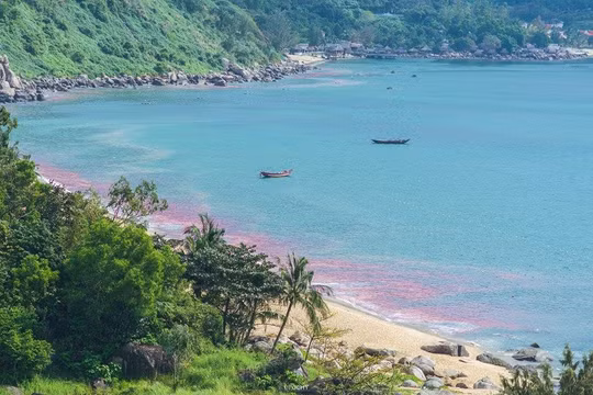 “Vệt nước đỏ” xuất hiện trên vùng biển bán đảo Sơn Trà và vịnh Đà Nẵng là ấu trùng ruốc theo gió trôi dạt vào bờ