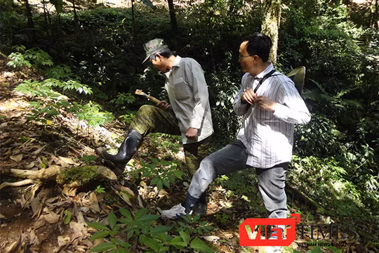 Quảng Nam sẽ tổ chức chợ sâm Ngọc Linh định kỳ 1 tháng/lần tại Nam Trà My