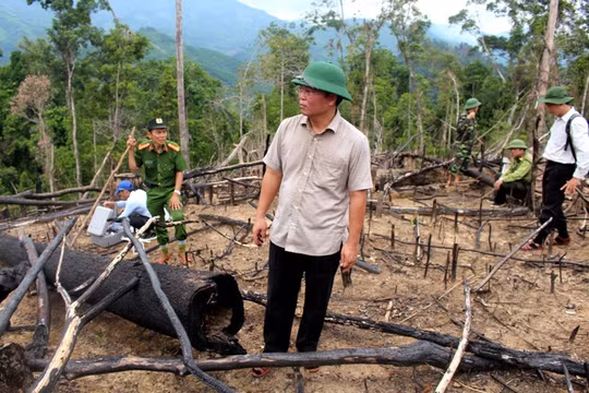Lãnh đạo UBND tỉnh Quảng Nam đi kiểm tra hiện trường vụ phá rừng