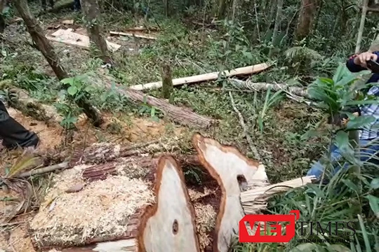 Quảng Nam khẩn trương điều tra vụ phá rừng phòng hộ theo chỉ đạo của Thủ tướng