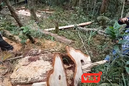 Quảng Nam khẩn trương điều tra vụ phá rừng phòng hộ theo chỉ đạo của Thủ tướng