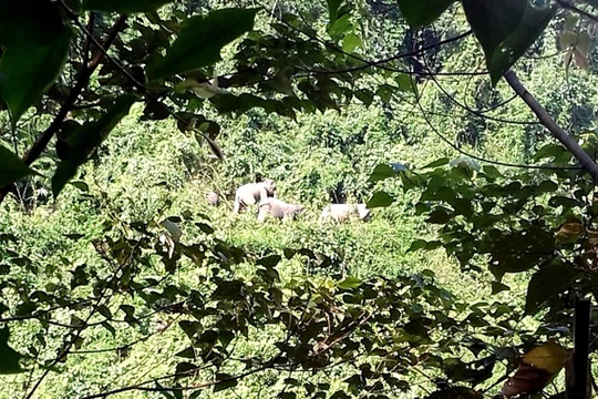 Sáng 7/9, Bộ NN&PTNT phối hợp cùng UBND tỉnh Quảng Nam tổ chức công bố quyết định thành lập Khu bảo tồn loài và sinh cảnh voi tại huyện Nông Sơn (Quảng Nam)