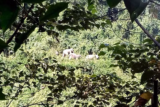 Sáng 7/9, Bộ NN&PTNT phối hợp cùng UBND tỉnh Quảng Nam tổ chức công bố quyết định thành lập Khu bảo tồn loài và sinh cảnh voi tại huyện Nông Sơn (Quảng Nam)