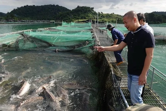 Doanh nhân Lê Anh Đức - Đức "Cá tầm". (Nguồn: AFP)