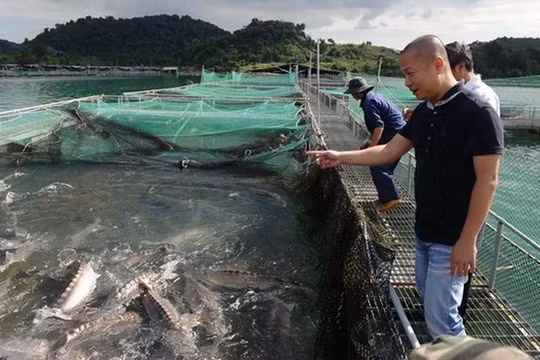 Doanh nhân Lê Anh Đức - Đức "Cá tầm". (Nguồn: AFP)