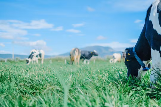 Cổ phiếu của Vinamilk luôn được tập đoàn F&N mua gom suốt cả năm 2017 (Nguồn: VNM)