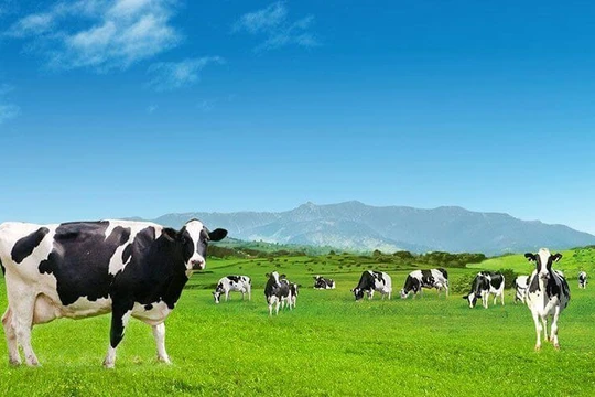 Vinamilk vẫn đang dẫn đầu thị phần sữa Việt (Nguồn: Vinamilk)