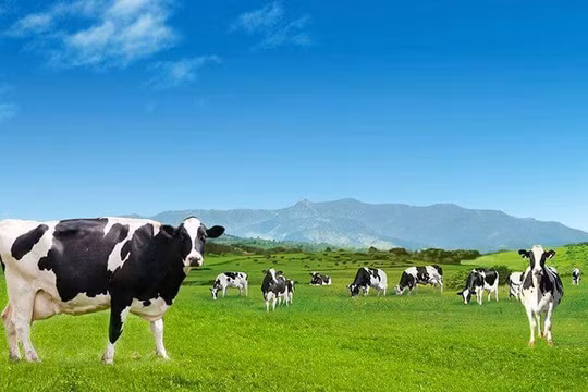 Vinamilk vẫn đang dẫn đầu thị phần sữa Việt (Nguồn: Vinamilk)