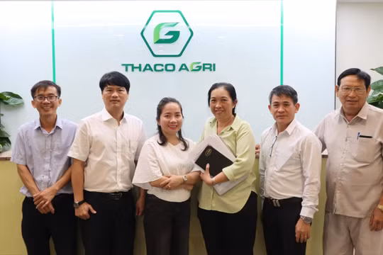 THACO AGRI phát triển chuỗi cung ứng nguyên liệu thức ăn bền vững cho bò