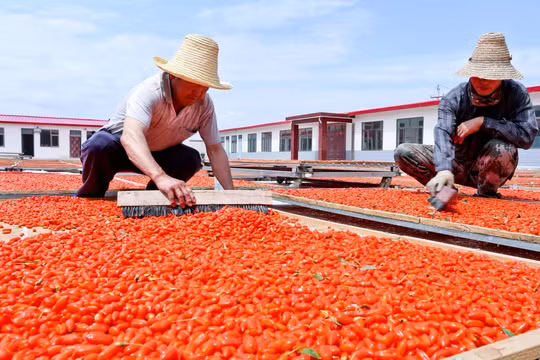 Nông dân Trung Quốc phơi kỷ tử bằng phương pháp truyền thống (Ảnh: SCMP)