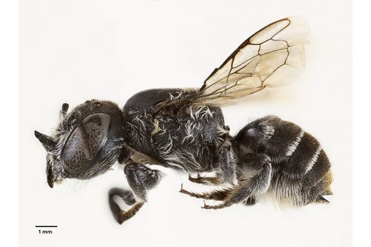 Loài ong mới có sừng như quỷ, mới được phát hiện ở Tây Australia. Ảnh: Getty.