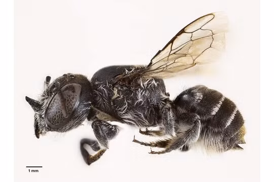 Loài ong mới có sừng như quỷ, mới được phát hiện ở Tây Australia. Ảnh: Getty.