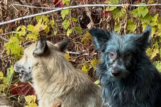 Bức ảnh về một chú chó màu xanh khiến giới khoa học bối rối. Ảnh: PM.