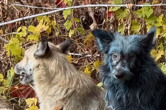 Bức ảnh về một chú chó màu xanh khiến giới khoa học bối rối. Ảnh: PM.