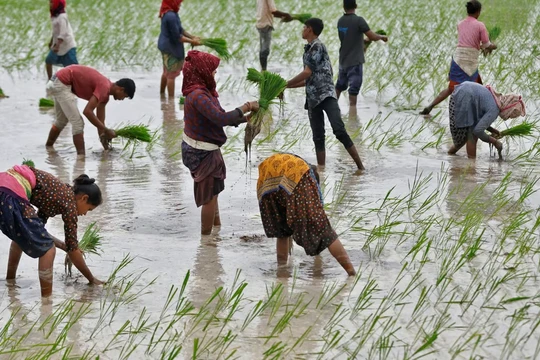 Nông dân trồng lúa trên một cánh đồng ở ngoại ô Ahmedabad, Ấn Độ, vào tháng 7 (Ảnh: Reuters)