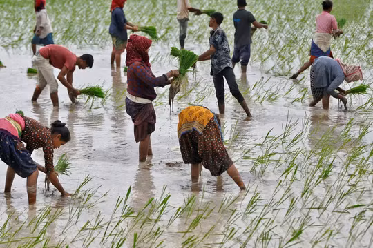 Nông dân trồng lúa trên một cánh đồng ở ngoại ô Ahmedabad, Ấn Độ, vào tháng 7 (Ảnh: Reuters)
