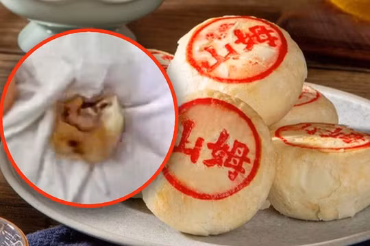 Một chiếc răng người được một phụ nữ Trung Quốc tìm thấy trong chiếc bánh trung thu mua từ chi nhánh đại lục của chuỗi siêu thị Sam's Club của Mỹ (Ảnh: SCMP)