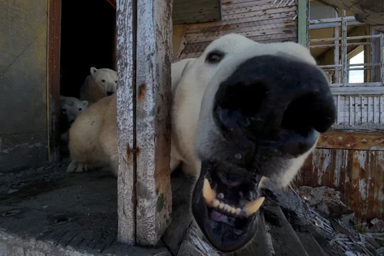 Một con gấu Bắc Cực phản ứng với máy bay không người lái đang chụp ảnh. Ảnh: Reuters.
