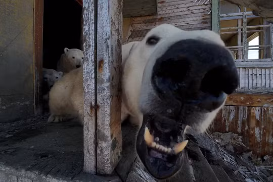 Một con gấu Bắc Cực phản ứng với máy bay không người lái đang chụp ảnh. Ảnh: Reuters.