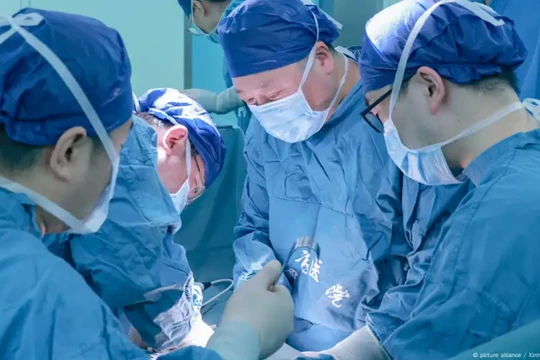 Các nhà khoa học Trung Quốc thành công trong việc ghép tạng lợn cho người. Ảnh: Singtao.