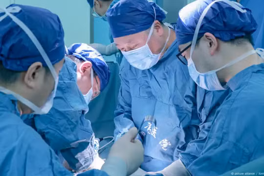 Các nhà khoa học Trung Quốc thành công trong việc ghép tạng lợn cho người. Ảnh: Singtao.