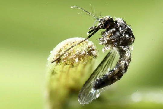 Một cá thể muỗi Aedes aegypti được chụp ở Costa Rica (Ảnh: Reuters)