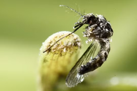 Một cá thể muỗi Aedes aegypti được chụp ở Costa Rica (Ảnh: Reuters)