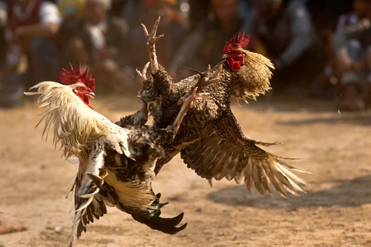 Dù bị cấm trên toàn lãnh thổ, nhưng chọi gà ăn tiền vẫn khá phổ biển ở nhiều vùng nông thôn Ấn Độ (Ảnh: Washington Post)