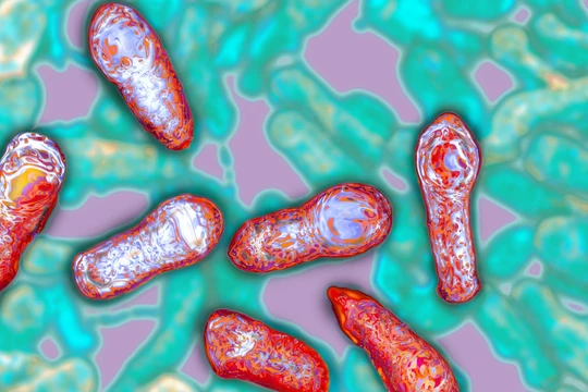 Độc chất thần kinh Botulinum sản sinh từ vi khuẩn Clostridium botulinum (Ảnh: NPR)